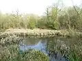 Tottington Wood