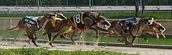 Greyhounds stretch toward the finish line