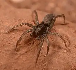 female T. ornatipalpis