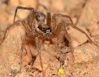 female
