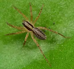 juvenile T. purcelli