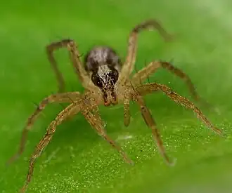 juvenile female