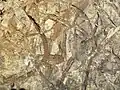 Trace fossils in sandstone (Henley Member)