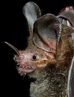 Brown bat