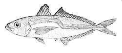 Greenback horse mackerel