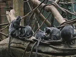 Silvery lutung