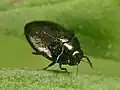 Trachys scrobiculatus, Belgium