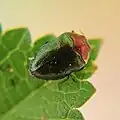 Trachys troglodytiformis, Algeria