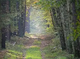 Woodland path through mixed woodland in autumn, eastern part