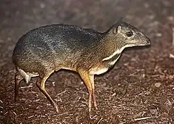 Photo of Java mouse-deer