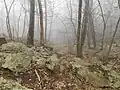 Part of the hiking trail to Dark Hollow Falls