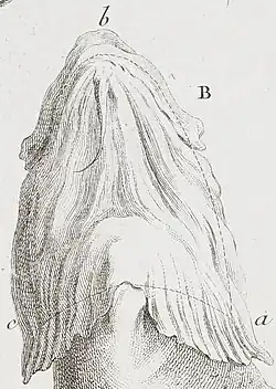 The cut of the cod tongue is marked with the dotted line, a-b-c. The chin barbel is below point b.