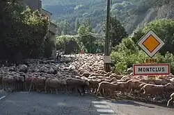 A flock of sheep being herded on the D994 road, at the entrance to Montclus