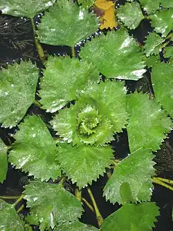 Floating leaves