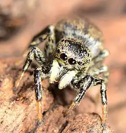 female