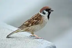 Photo of a Eurasian tree sparrow standing on a rock.