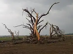 Image 34A debarked tree just north El Reno, Oklahoma with various debris, including a car, piled at its base and severe ground scouring in the foreground. (from Tornadoes of 2011)