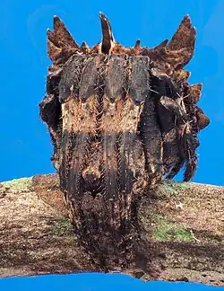 Poltys sp. from India