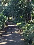 Trees in Wardown Park, Luton