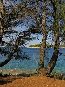 Trees and sea