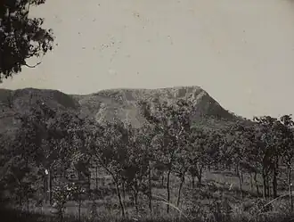 Trees at the foothills of Mount Mulgrave, 1936