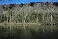 Trees on the banks of the River Wye below Little Doward
