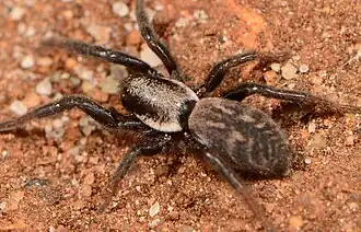 female