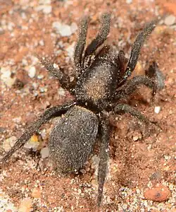 female