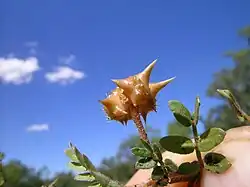 fruit of Tribulus terrestris