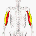 Animation. Close up. &nbsp;&nbsp;Long head. &nbsp;&nbsp;Lateral head. &nbsp;&nbsp;Medial head.