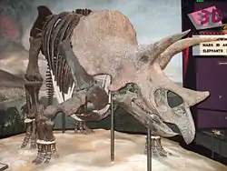 Fafnir the Triceratops