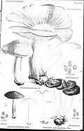Tricholoma irinum