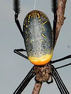 T. fenestrata