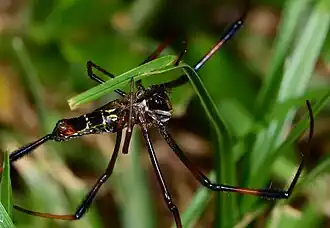 female T. i. madagascariensis