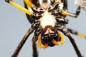 female