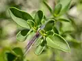 Leaves