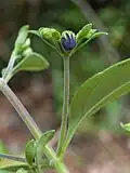Budding inflorescence