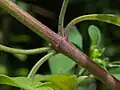 Stem pubescence