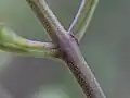 Stem pubescence
