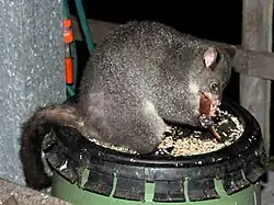 Gray possum