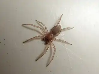 Tricongius mutilatus