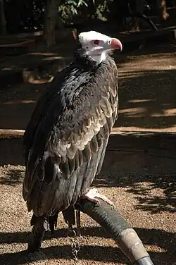 Adult, in captivity