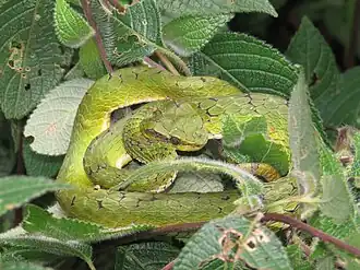 Lateral view