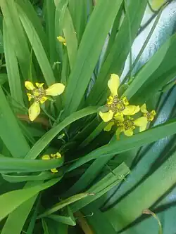 T.&nbsp;fosteriana