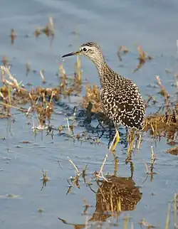 Wood sandpiper, Llobregat Delta, Barcelona