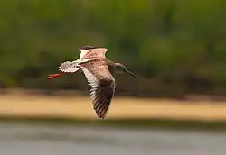 Common redshank, Venetian Lagoon