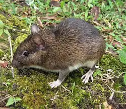 Brown and white spiny rat