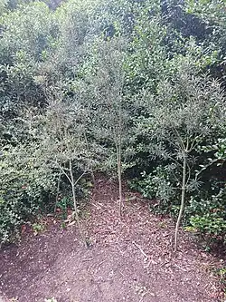 Group of juvenile Pittosporum patulum - Dunedin Botanic Garden