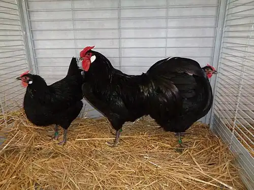 Black Alsaciennes