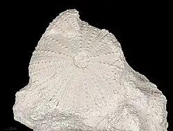 Fossil Tripneustes parkinsoni (Burdigalian, Muséum de Toulouse).